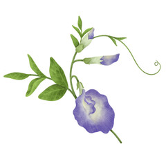 Watercolor Butterfly Pea illustration.