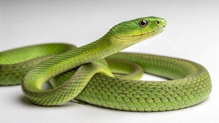 Fototapeta premium Eastern Green Mamba on studio background