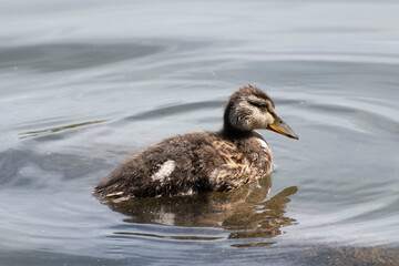 Fototapeta premium duck in the water