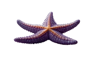 Purple starfish with water droplets on a transparent background