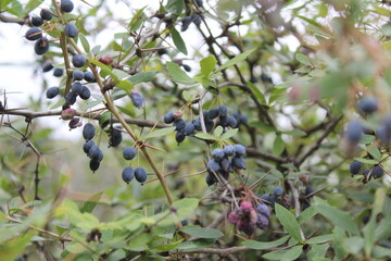 Berberis or the black barberry wild fruits and plant