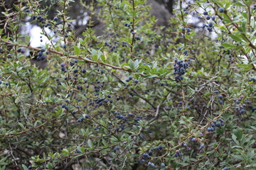 Berberis or the black barberry wild fruits and plant