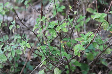 Teucrium hyrcanicum, Crete Balm or the Melissa officinalis green wild plant