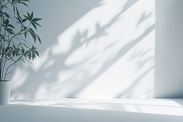 Bright Minimalist Interior With Plant And Shadow