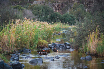 Wildlife in Barwon River at dusk, Geelong, Victoria, Australia