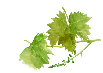 水彩で描いた葡萄の葉とまだ小さな実 のイラスト素材【手描き】白バック 切り抜き用 コピースペースあり