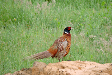 The wild ring-necked pheasant with ruffled feathers and lowered wings standing on a heap of sand in the middle of the meadow