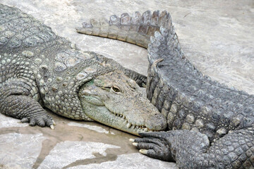 Resting Nile crocodiles on concrete surface in a zoo, Wrocław, Poland