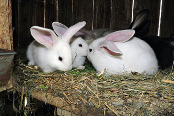 Young cute bunnies of different colors with their mother rabbit in an open cage. The floor is layered with hay and visible waste.