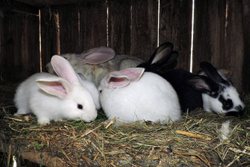 Young cute bunnies of different colors with their mother rabbit in an open cage. The floor is layered with hay and visible waste.