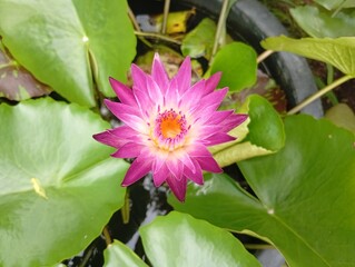 pink lotus flower