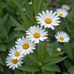 Fototapeta premium white daisies blooming on green foliage in natural garden setting