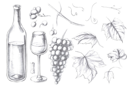Set of wine bottle, glass, leaves, bunch of grapes, tendrils, cork. Isolated pencil illustration on the theme of grapes for restaurant menu design, packaging products, posters.