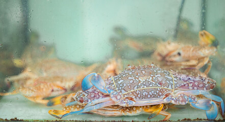 Fresh blue crab at thailand fish market aquarium display