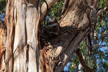 Wild Koala Resting in Eucalyptus Tree at Tower Hill Nature Reserve, Victoria, Australia