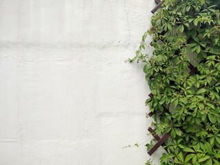 Leafy green texture. Virginia creeper or grape ivy climbing plant pattern