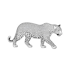 Fototapeta premium He is a animal