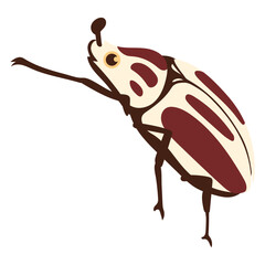 goliath beetle illustration