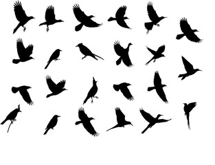 Silhouetted birds are spread across the frame some in flight others perched against a white background
