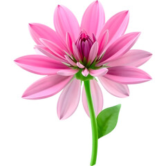 Obraz premium Pink Dahlia Flower on Stem