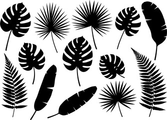 Silhouetted tropical leaves are arrayed against a white background