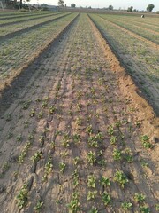 healthy and green sesame farm for harvest and business
