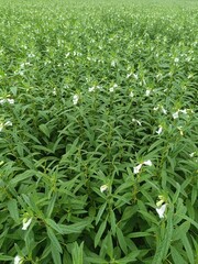 healthy and green sesame farm for harvest and business
