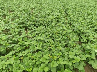 Vigna radiata, Green Mung bean crop close up in agriculture field, Mung bean green pods (Vigna radiata) and mung bean leaves on the mung bean stalk. Indian farming and Indian meal.