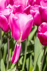 Fototapeta premium flowers of the Tulipa Fortress variety grown in a garden in Madrid