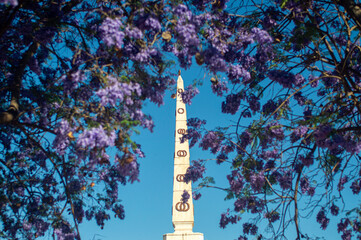 The jacaranda tree is blooming in full splendor, painting the streets  with its vibrant purple...