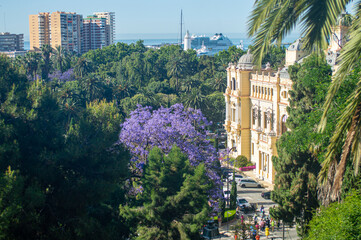 The jacaranda tree is blooming in full splendor, painting the streets  with its vibrant purple...