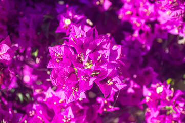 The bougainvillea is blooming in full splendor, painting the streets  with its vibrant purple...