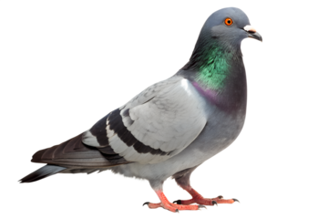 Rock Dove A Detailed Look at the Common Pigeon