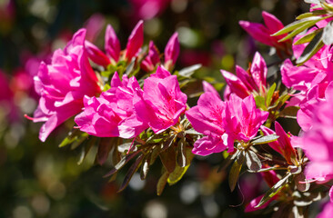 Obraz premium A bunch of pink flowers with green leaves