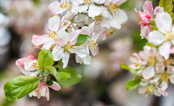 A branch of a tree with pink and white flowers