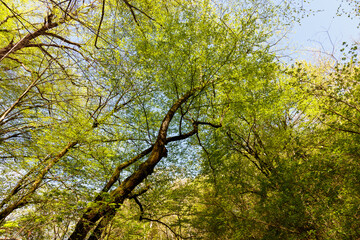 A tree with green leaves is in the middle of a forest