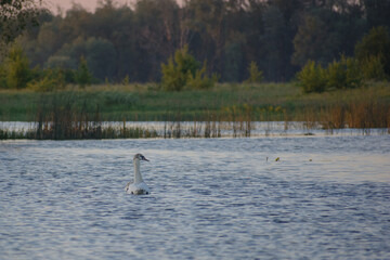 swan on the lake