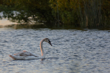 swan in the water