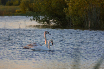white swans on the lake