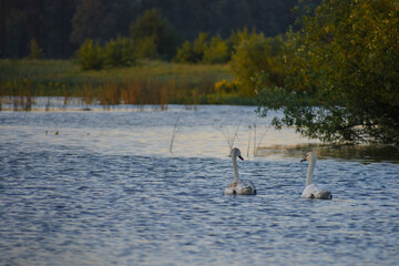 swan on the lake