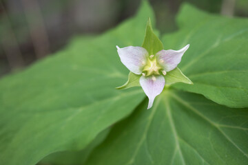 日本：ミヤマエンレイソウ（別名シロバナエンレイソウ／Trillium tschonoskii ）／淡ピンクの花のマクロ写真【山野草・シュロソウ科】長野県・5月