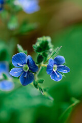 Delicate blue flowers of veronica with white veins, growing on a green stem, create a bright accent...