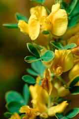 Obraz premium Broom is a shrub with bright yellow flowers and small leaves. Beautiful yellow flower close-up on a blurred background