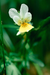 Wild violet is a delicate flower with white petals and a yellow spot. Beautiful flower close-up on a blurred background