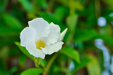 Obraz premium Rose dipladenia or Mandevilla amoena cv Alice Du Pont orAPOCYNACEAE or Mandevilla vine