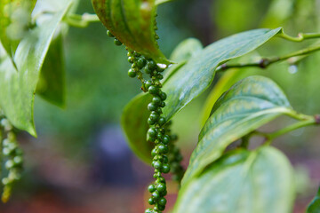 Close-up view of raindrops on peppercorn 