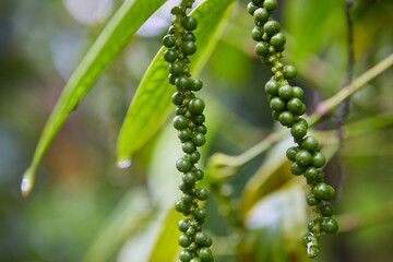 Close-up view of raindrops on peppercorn 