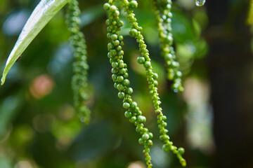 Close-up view of raindrops on peppercorn 