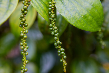 Close-up view of raindrops on peppercorn 