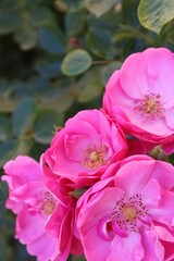 beautiful roses amazing pink flowers in the garden